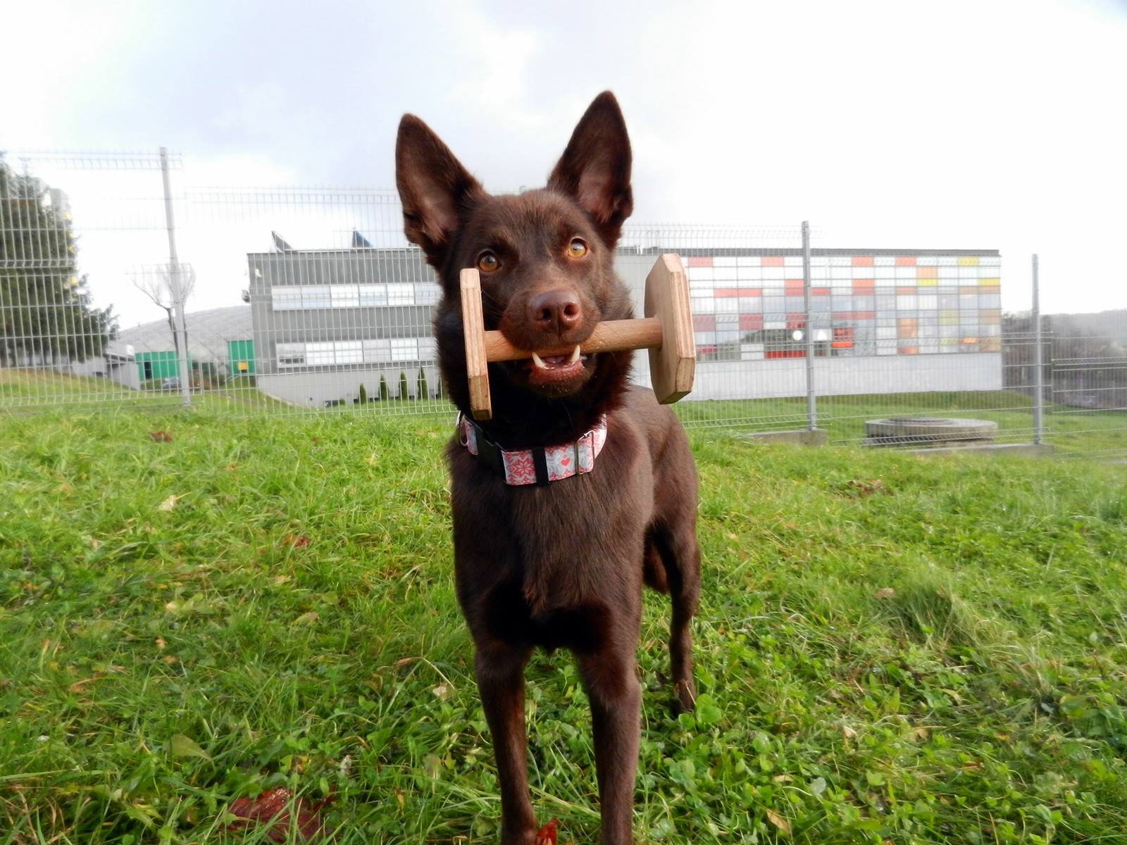 Samokontrola u psów. Rozmowa z Agatą z Eager Dogs o badaniach dotyczących samokontroli u psów.
