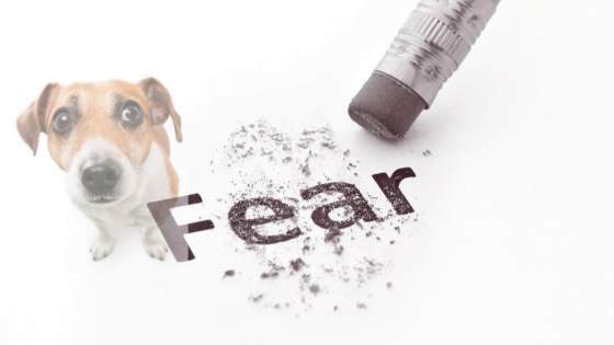 Instaposty. Czy wspieranie psa, gdy czegoś się obawia wzmacnia jego strach?