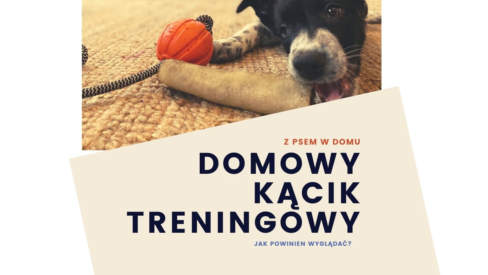 Domowy Kącik Treningowy – co jest potrzebne by zacząć trenować z psem w domu?